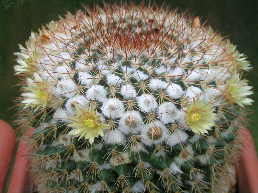 Mammillaria karwinskiana ssp beiselii